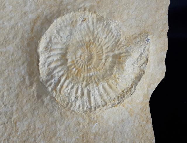 Subplanites rueppelianum QUENSTEDT 1888 - Bild &copy; FossNet FossilienStore